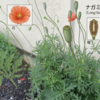 オレンジ色のポピー（ヒナゲシ）みたいな花：外来植物「ナガミヒナゲシ」にご注意ください