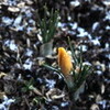 寒風吹きすさぶ中、野草は花開きました。