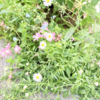 【行事などの備忘録】ものすごく早起きした結果。久しぶりのtealへ