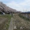2022.4.2　宮の桜〜KAEDE