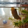 長生きする金魚のエサやり