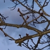桜 その後