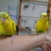 一緒に過ごすことが増えてきたセキセイインコ＆サンマの干物の晩御飯