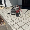春に落葉する木