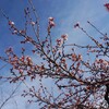 信州に桜咲く！