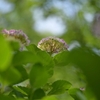 ✿本土寺に訪問しました❗その③　紫陽花をいろいろ撮影しました♪