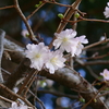 冬桜