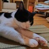 栗子だより🌰４歳です♪