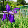 袖ケ浦公園はアヤメ・スイレンが咲きました