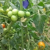 雨と風でトマトがボッキリ折れましたが、なんとか収穫できてます。