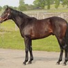 2024年出資馬 ウイン2頭