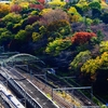 紅葉の飛鳥山俯瞰