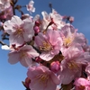 大好きな桜が  もうすぐ　空間・マを割いて　花を咲かせます。  間・咲・花　　マサカ　です。