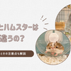 チンチラとハムスターは一緒に飼える？違いやそれぞれの特徴を解説