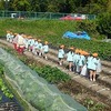 【年中児遠足】おいも掘り！