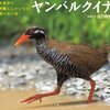 ヤンバルクイナ、世界自然遺産・やんばる国立公園内のやんばるの森