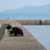 湯島のねこさん