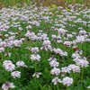 ヒメイワダレソウ（Lippia repens）の野原