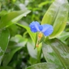 昨日の散歩道の花