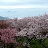 瀬戸の海と桜