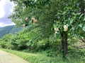 梨の木にモリアオガエルが産卵し。