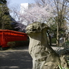 狛犬と桜「春日神社」