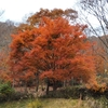 秋の田貫湖散歩