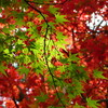 　永源寺の紅葉２０１２（滋賀県東近江市）