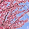 桜 @takada
