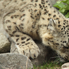 Snow Leopard【４】