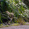 西九州離島のねこさん