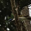 アオツラミツスイ(Blue-faced Honeyeater)