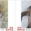 【アフリカ豚コレラ】 韓国、京畿道の非武装中立地帯(DMZ)で、野生イノシシからウイルス陽性