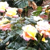 よしうみバラ公園のバラたち （63） ～ 花は心をあたためてくれる ～