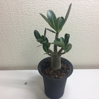 塊根植物 始めました アデニウム ソマレンセをお迎え 週末は晴天希望