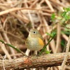 木の実・草の実&#9825;&#9829;を求めて～ミヤマホオジロ・ルリビタキも～♪