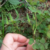 草のある庭 残す草 残さない草 つくる 食べる 暮らす 草のある庭 残す草 残さない草 つくる 食べる 暮らす