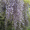 藤の花