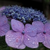 まだ梅雨入りしないの？