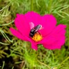 コスモスの花の中のミツバチ