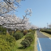 桜を見に行ってきました🌸