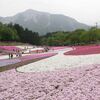 羊山芝桜で過ごす誕生日