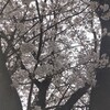 桜、みに行った