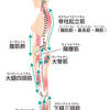 抗重力筋、ご存じですか？