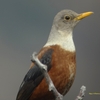 Chestnut Thrush クリイロツグミ(北インドの鳥その23)