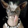 The ugliest dog died !?