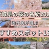 茨城県の桜の名所2024！地元民が選ぶおすすめスポット15選《随時更新》