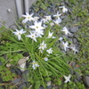 タイヤ交換と庭の雑草取りをしました