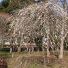 大宮公園梅祭り