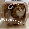 飼い主が歯磨きを手にするとキャリーに隠れる愛猫（すぐ捕まります）